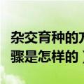 杂交育种的方法和步骤（杂交育种的方法和步骤是怎样的）