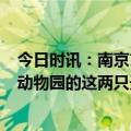 今日时讯：南京玄武湖4只小黑天鹅水中嬉戏 谁能管管上海动物园的这两只天鹅