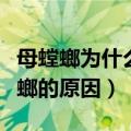 母螳螂为什么要吃掉公螳螂（母螳螂吃掉公螳螂的原因）