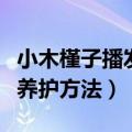 小木槿子播发芽后如何养护（小木槿子播发芽养护方法）