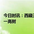 今日时讯：西藏天空之树具体坐标位置 西藏境内发现亚洲第一高树