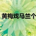 黄梅戏马兰个人简介（马兰的主要成就介绍）