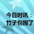 今日时讯：丫丫已落地北京 丫丫一到家就被竹子包围了