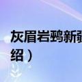 灰眉岩鹀新疆亚种（关于灰眉岩鹀新疆亚种介绍）