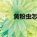 黄粉虫怎么养（黄粉虫的养殖方法）