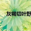 灰褐切叶野螟（关于灰褐切叶野螟介绍）