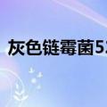 灰色链霉菌528（关于灰色链霉菌528介绍）