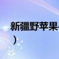 新疆野苹果48号（关于新疆野苹果48号简介）