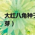 大红八角种子催芽方法（大红八角种子怎么催芽）