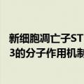 新细胞凋亡子ST13的分子作用机制（关于新细胞凋亡子ST13的分子作用机制简介）