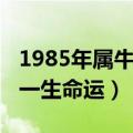 1985年属牛是什么命（出生1985年属牛人的一生命运）