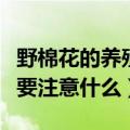 野棉花的养殖方法和注意事项（养殖野棉花需要注意什么）