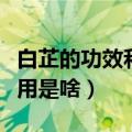 白芷的功效和作用是什么呢（白芷的功效和作用是啥）