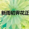 新雨初霁花正香（关于新雨初霁花正香简介）