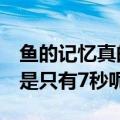 鱼的记忆真的只有7秒吗（鱼的记忆真的是不是只有7秒呢）