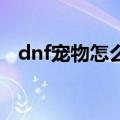 dnf宠物怎么进化（快把你的宠物进化吧）