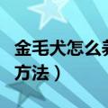 金毛犬怎么养跟训练（金毛犬怎么养跟训练的方法）