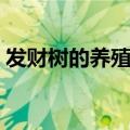 发财树的养殖方法和注意事项（你知道多少）