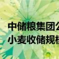 中储粮集团公司将在小麦主产区全面增加新产小麦收储规模