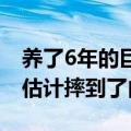 养了6年的巨骨舌鱼把自己摔死了，主人：它估计摔到了内脏