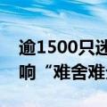 逾1500只迷你产品陷清盘危机，基金公司唱响“难舍难分”