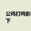 公鸡打鸣影响考生？民警：晚上加餐 直接买下