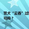 警犬“云吞”过断桥，被吓出“表情包”：这桥我是非过不可吗？