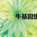 牛基因组内首次发现个体差异区域