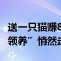 送一只猫赚8000元、最快2个月回本，“免费领养”悄然走红