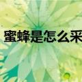 蜜蜂是怎么采蜜的短文（蜜蜂是怎么采蜜的）