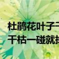 杜鹃花叶子干枯一碰就掉为什么（杜鹃花叶子干枯一碰就掉）