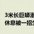 3米长巨蟒潜入农民鸡舍吞食一只鸭子 吃饱后休息被一招生擒