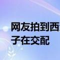 网友拍到西湖边的树冒黑烟 专家释疑：是蚊子在交配