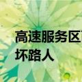 高速服务区两只眼镜王蛇打架：战况激烈 吓坏路人