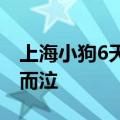 上海小狗6天走丢三次在浙江找回：主人喜极而泣