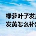 绿萝叶子发黄怎么补救放2个妙招（绿萝叶子发黄怎么补救）