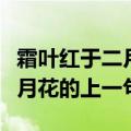 霜叶红于二月花的上一句怎么写（霜叶红于二月花的上一句）