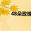 48朵玫瑰花的含义（玫瑰花的含义）