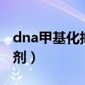 dna甲基化抑制基因表达（dna甲基化酶抑制剂）