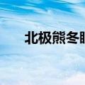 北极熊冬眠吗准确答案（北极熊冬眠）