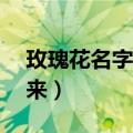 玫瑰花名字的由来20个字（玫瑰花名字的由来）